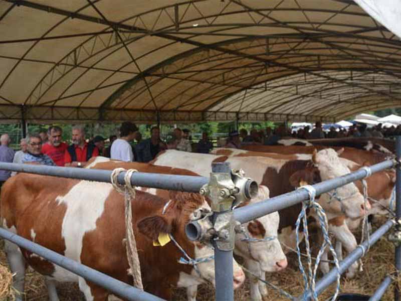 Festa Fiera Calda 2015 Vicchio - Fiera del bestiame Ponte a Vicchio