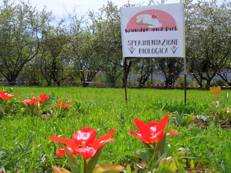 Tulipano biologico a Scandicci