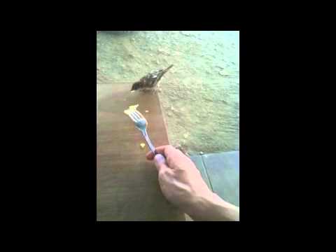 E il passerotto mangia dalla forchetta