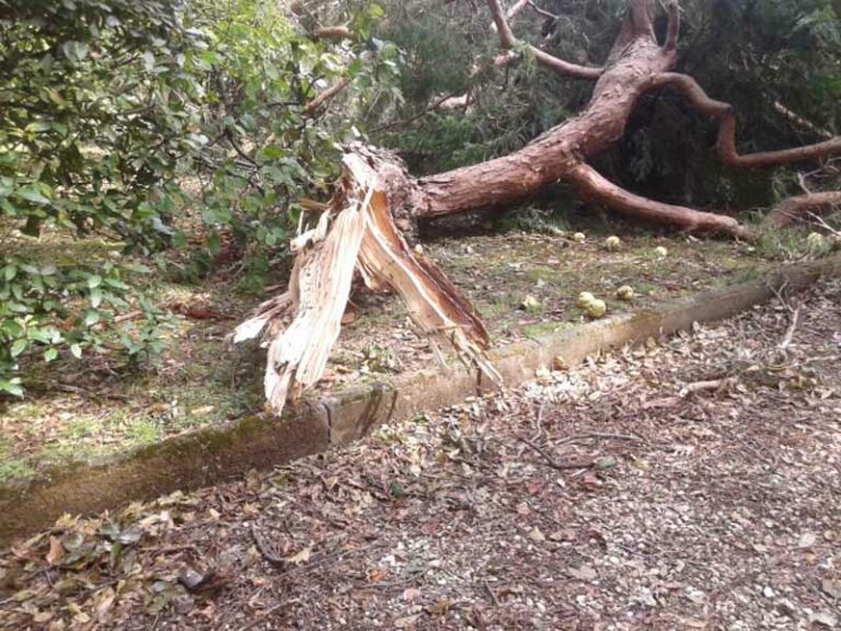 Quadri all’asta per l’Orto Botanico