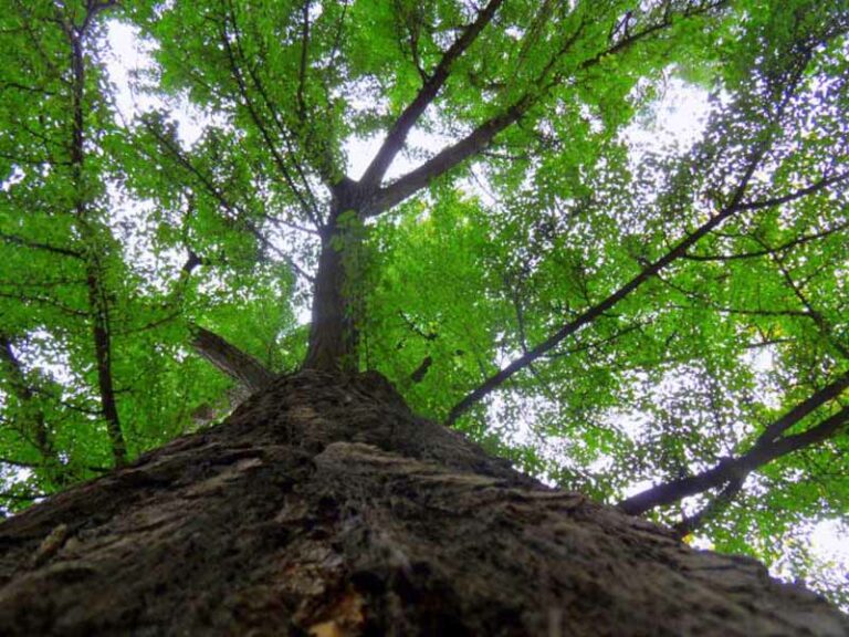 I 7 alberi più vecchi di Firenze