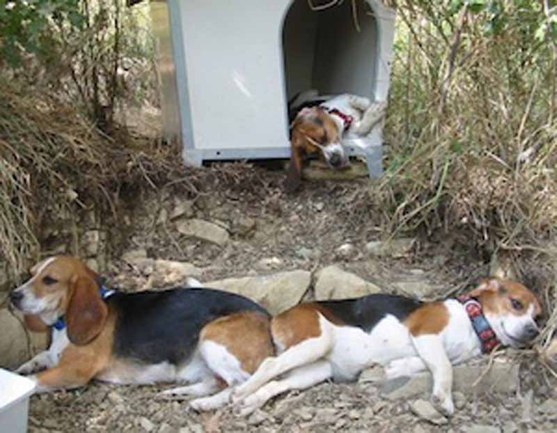 Usati per fini scientifici: ora 21 beagle hanno una casa
