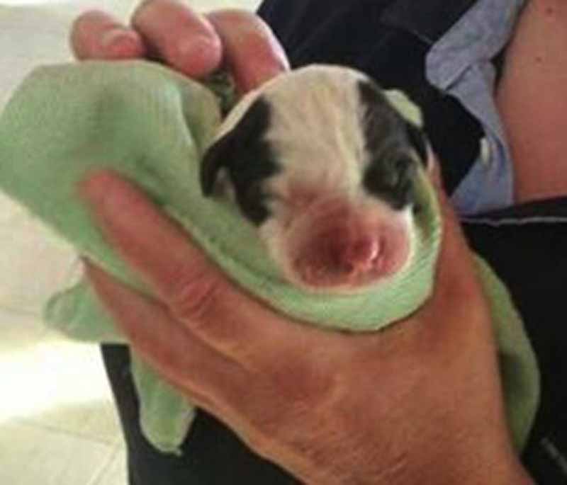 Fiocco azzurro al Parco degli Animali: è nato Biagio
