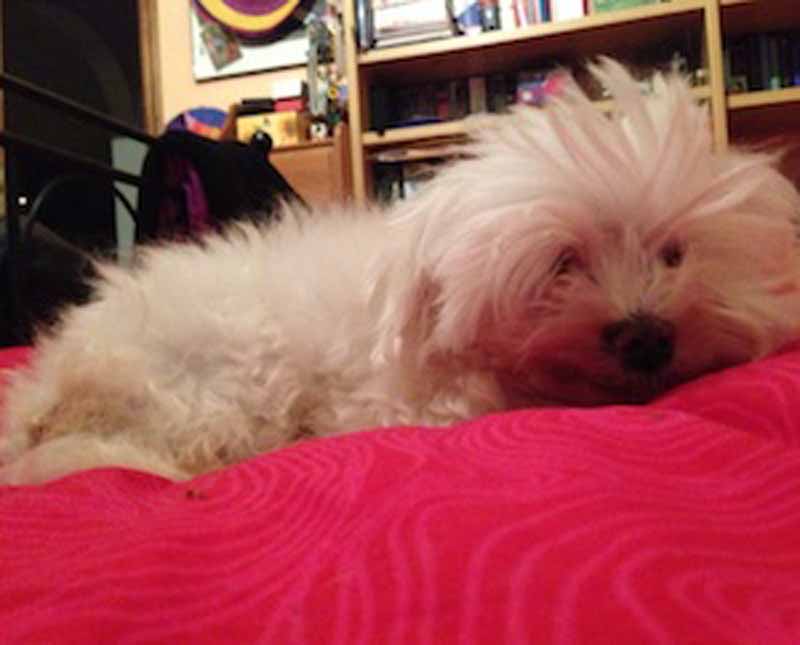 Cane gettato vivo nel cassonetto: rischiava di essere schiacciato