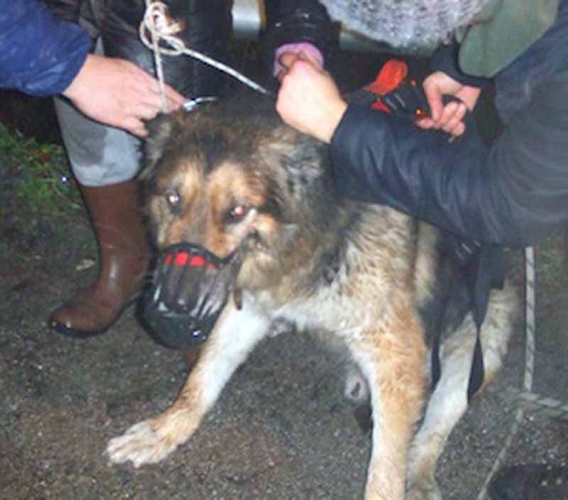 Un cane cade dentro al fiume, un altro dà ”l’allarme” e lo salva