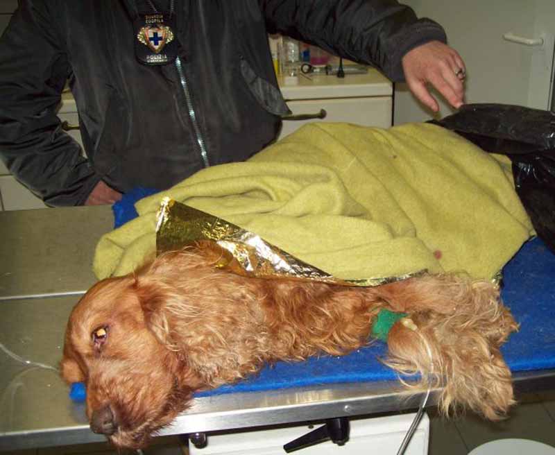 Trovato l’uomo che aveva gettato il cane nel cassonetto: è un ottantenne