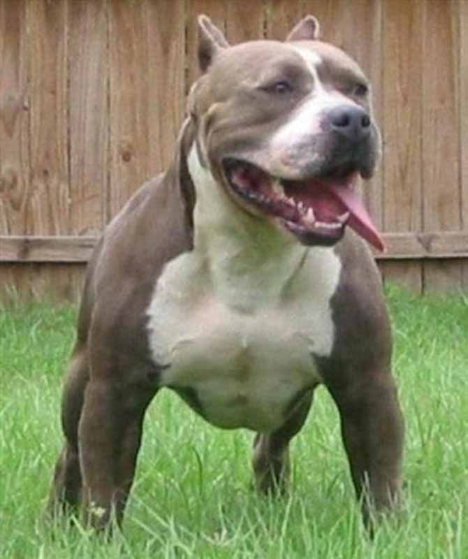 Pitbull sfonda una vetrata e piomba in casa a una famiglia