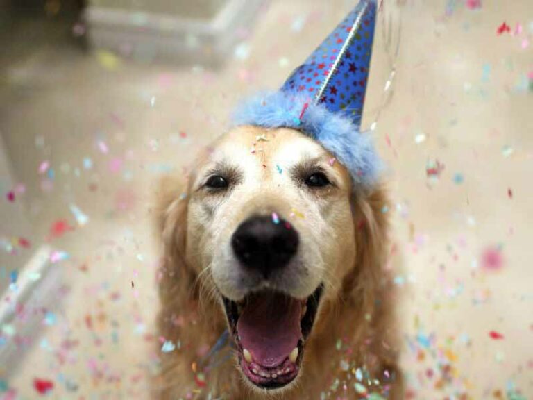 Come ti preparo una torta per cani (a Firenze)