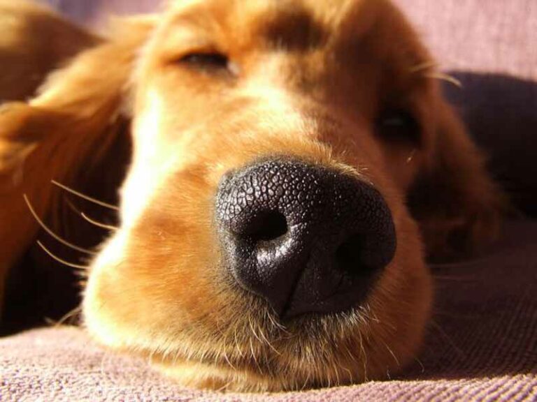 Hotel pet friendly, anche Fido fa il turista in Toscana
