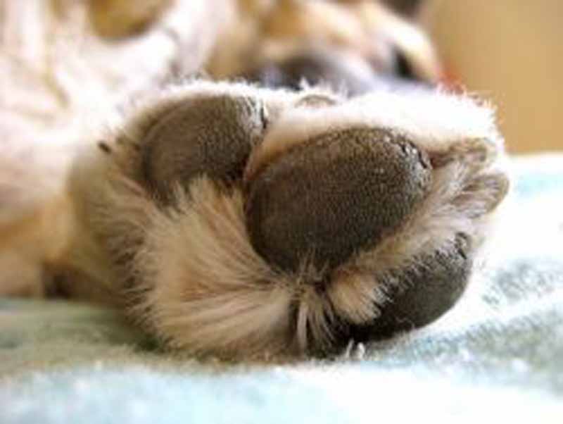 Torna il pericolo-botti per gli animali. L’assessore: ”Serve responsabilità”
