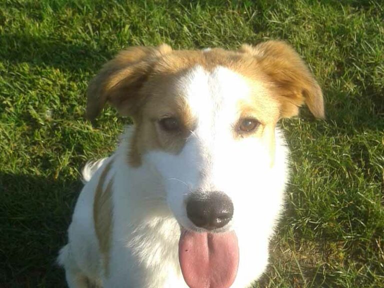Fido sfila in passerella