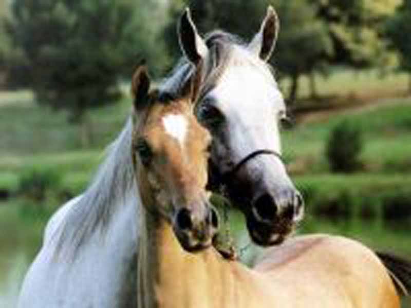 E in Toscana nasce il ”tecnico equestre”