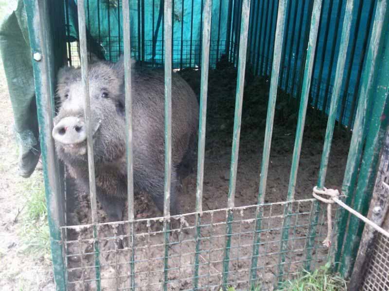 Cinghiale_Careggi