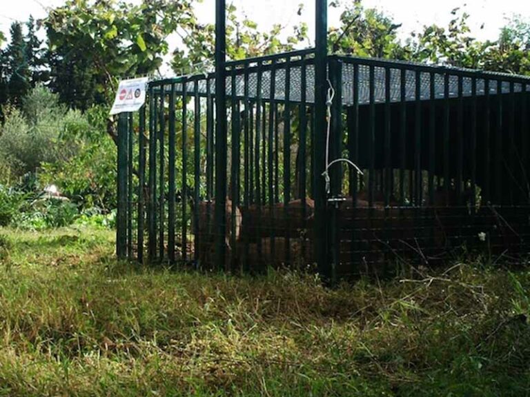 ”Caccia” al cinghiale alle porte di Firenze
