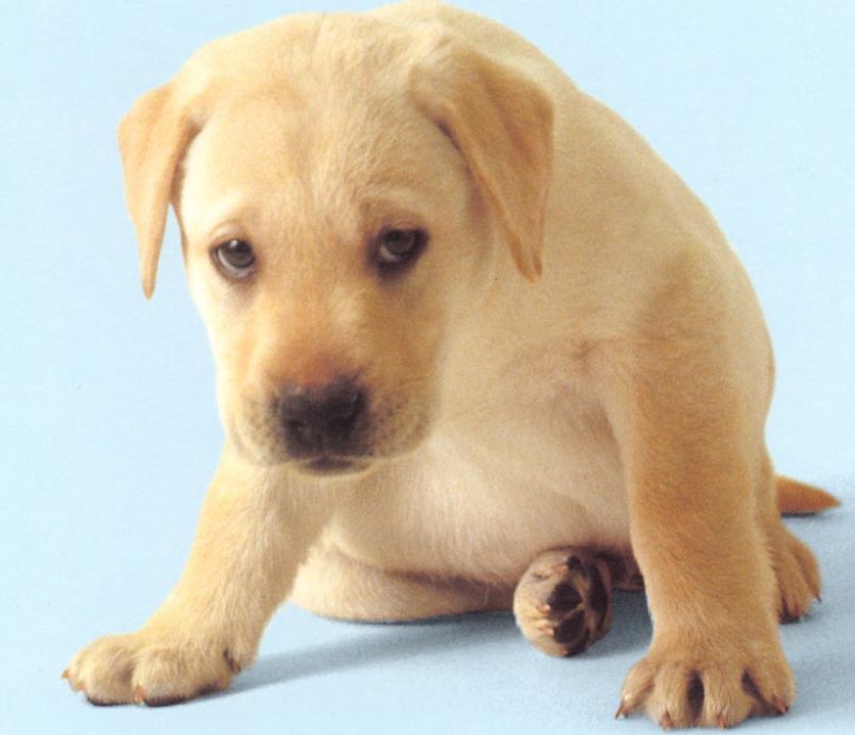 Nasce in via Vittorio Emanuele il primo asilo nido per cani