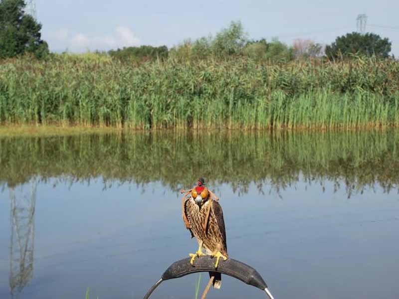 Libero Il Falco Trovato Sulla Cupola Del Duomo