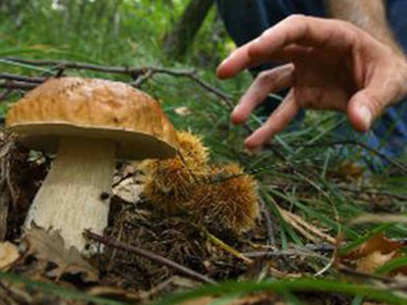 Cercatore di funghi cade nel bosco e si frattura: salvato con l’elicottero