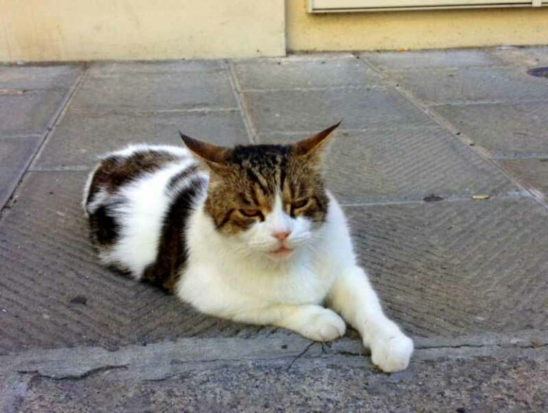 Il gatto Gandhi, la mascotte delle Cure