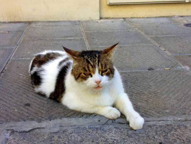 Gatto_Gandhi_Ponte_alle_Riffe
