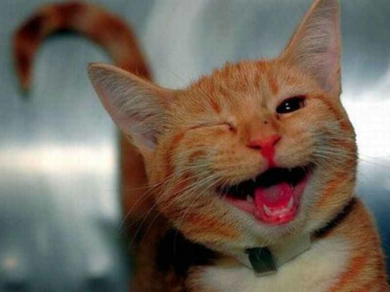 Festa del gatto a Firenze: 3 iniziative