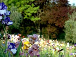 giardino iris firenze orario 2019 piazzale Mchelangelo