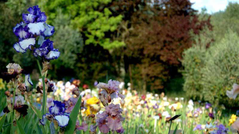 giardino iris firenze orario 2019 piazzale Mchelangelo