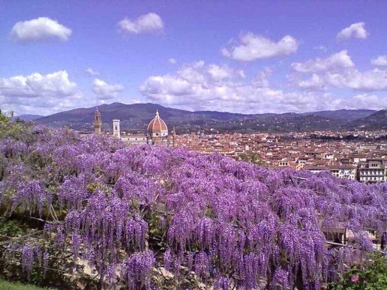 Il glicine di Villa Bardini ‘fa festa’ per la fioritura