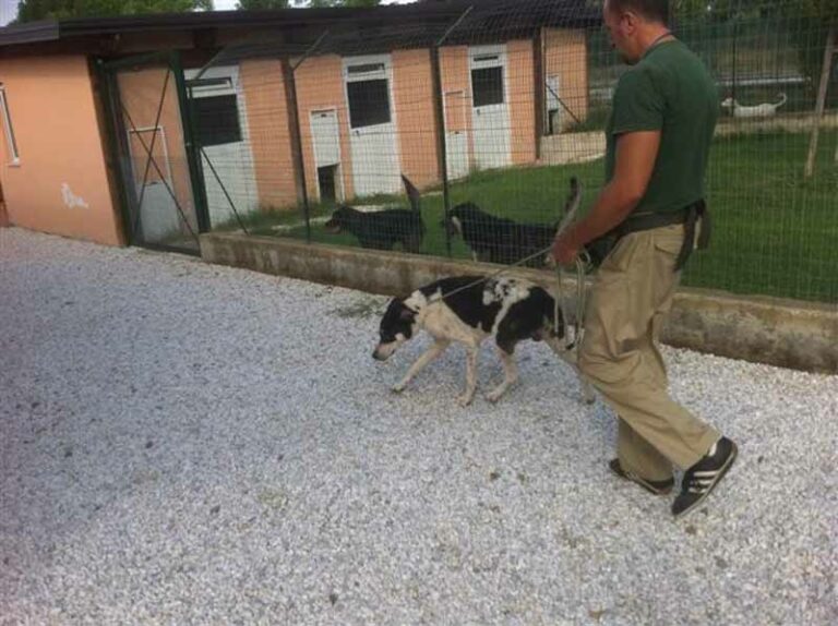 Ciccio, Sam e Buondì: sei nuovi cani al Parco degli animali