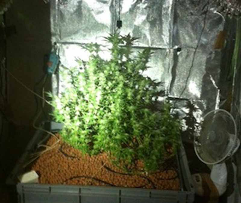 Rifredi, 47enne fiorentino allestisce in casa serre per coltivare la marijuana