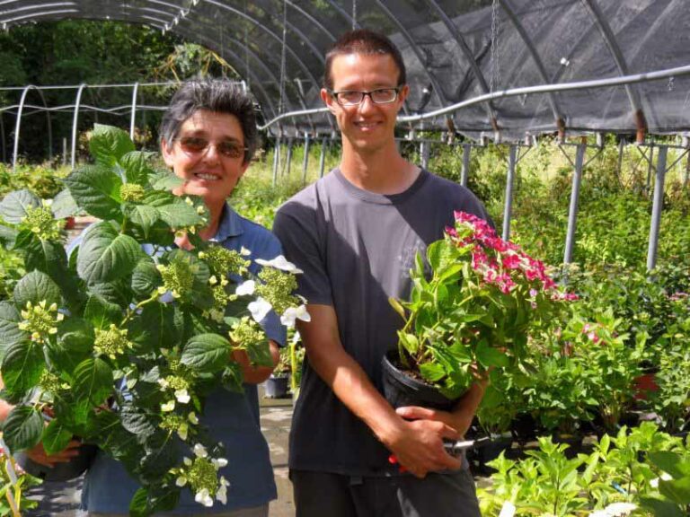 Ortensie, a Firenze un vivaio da record