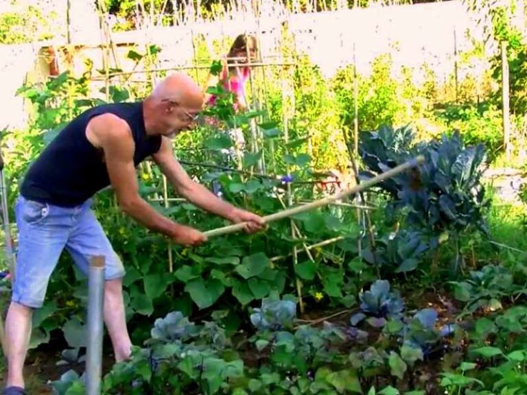 A Careggi nascerà un’oliveta sociale