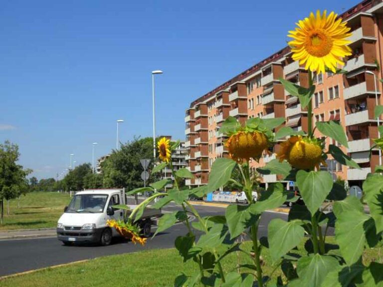 Adotta un’aiuola di Firenze