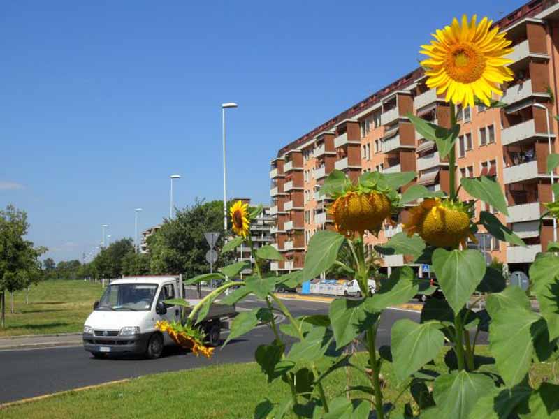 Orto_rotonde_girasole_traffico