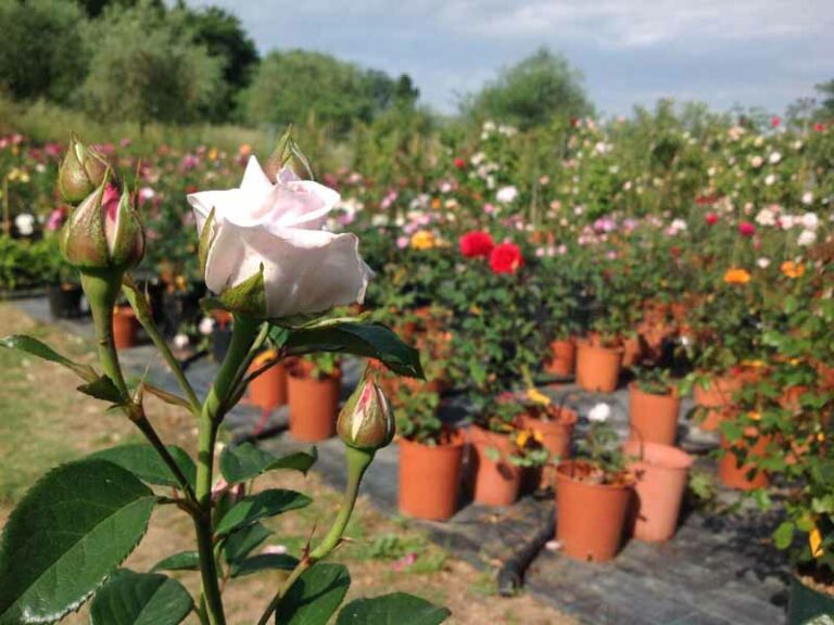 Nel paradiso delle rose che fanno impallidire Chanel n.5