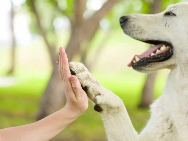 Cannella e gli altri, i cani in corsia