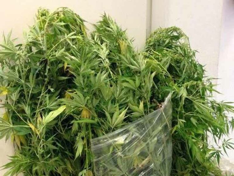 Coltiva marijuana nell’orto sociale, 48enne nei guai