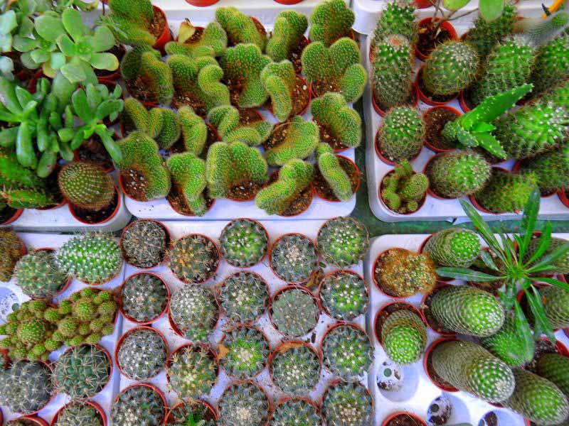 Piante grasse 1
