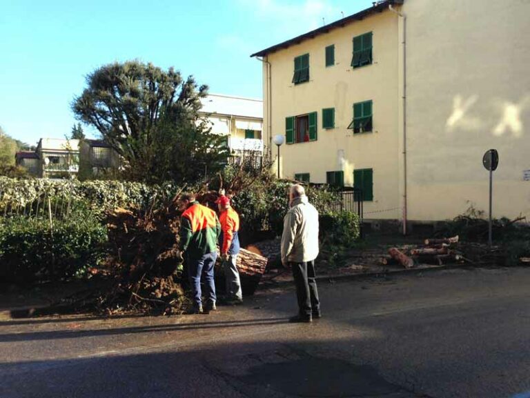 Crolla un pino in via Torcicoda, nessun danno