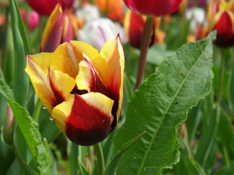 Il  tulipano bio nasce a Scandicci