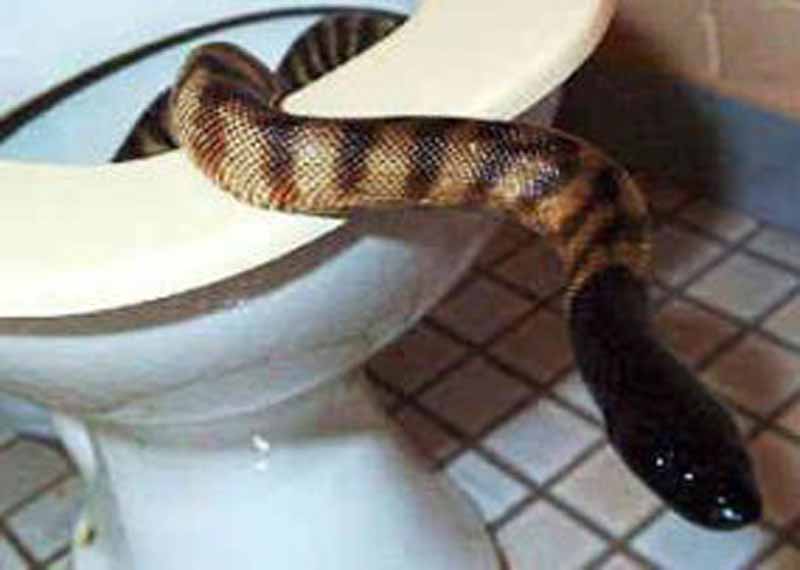Какают ли змей. Змея в квартире.