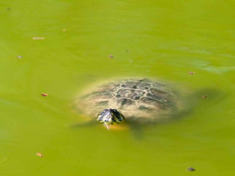 Le specie aliene che stanno ‘invadendo’ Firenze
