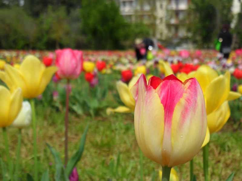Parco Tulipani Scandicci campo Cnr