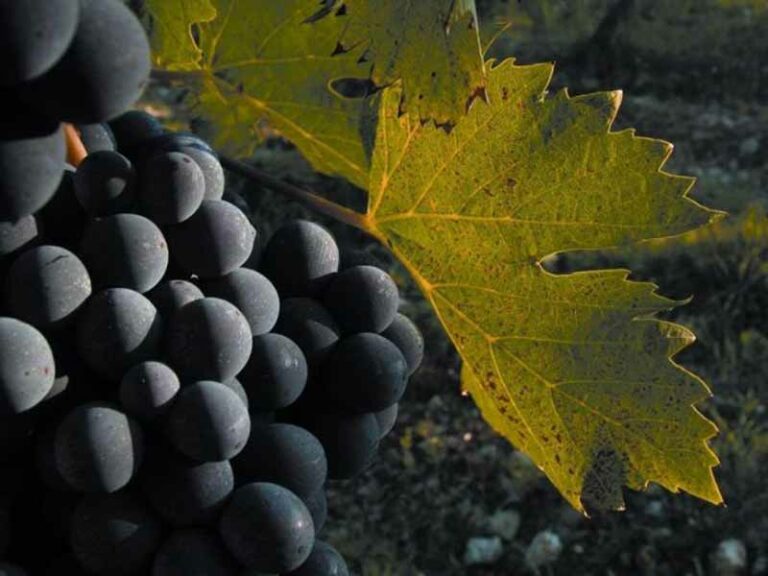 Brunello tarocco: sequestrati 160mila litri di vino