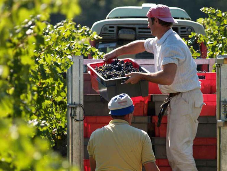 Vendemmia 2017 in Toscana: previsioni agrodolci