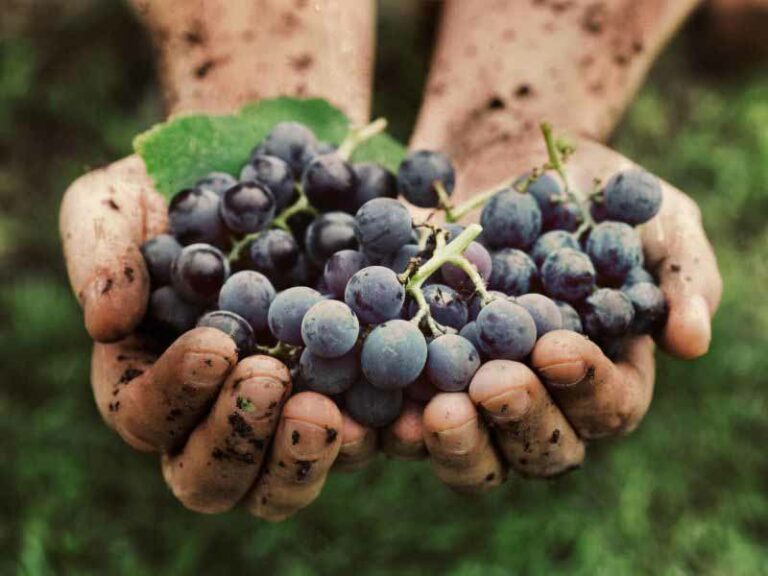 Come sarà la vendemmia in Toscana