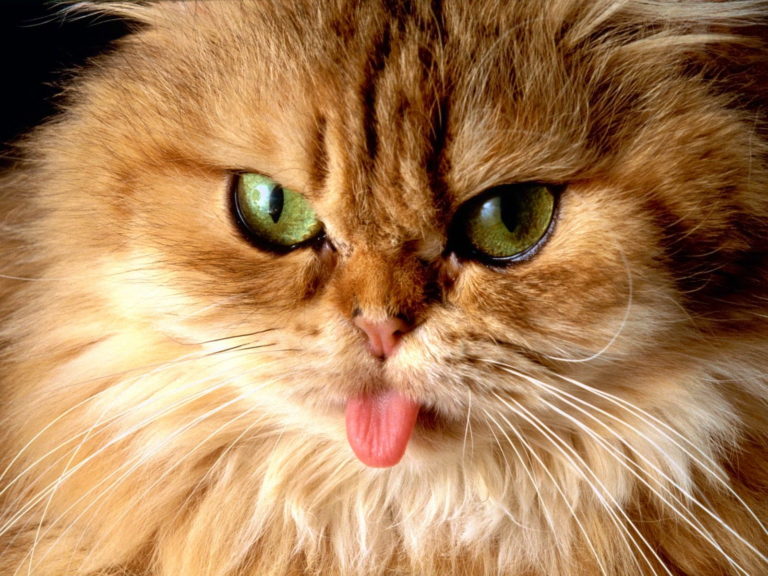 Siamese o persiano? Si elegge il gatto più bello del reame