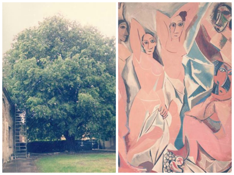 Alberi ”ad arte” foto-modelli di un contest