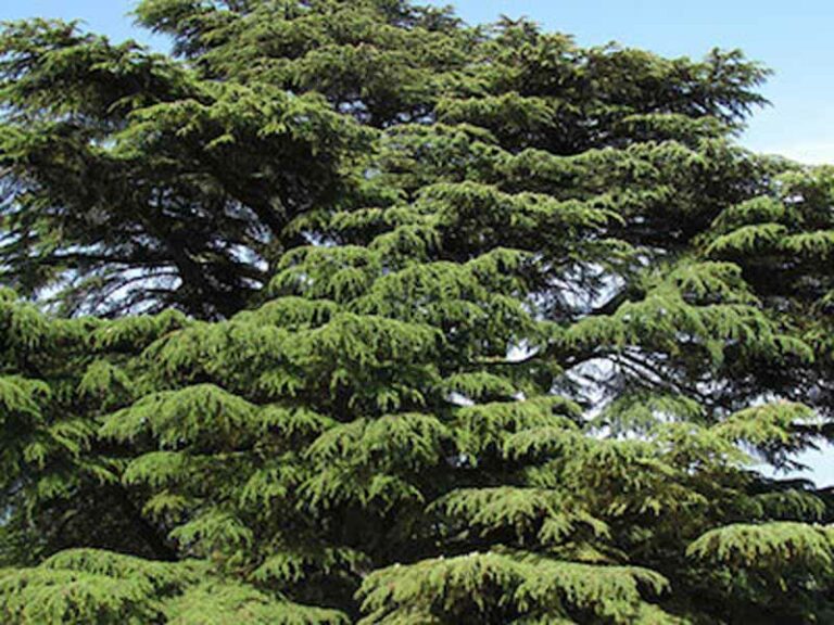 Piante pericolose, giù 11 alberi alla Fortezza