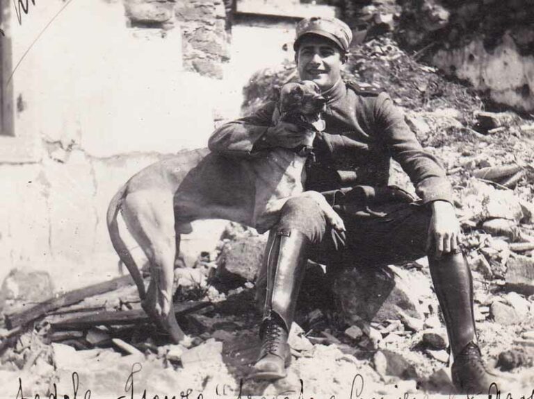 Gli animali, vittime silenziose della Grande Guerra. Una mostra li ricorda