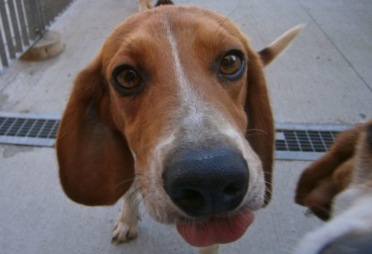 Da Green Hill a Pisa: ventuno beagle in cerca di casa (e di padroncini)
